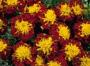 Seminte profesionale Tagetes patula - Craite pitice - imagine 48892